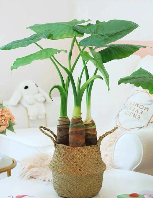 水培滴水观音怎么养才好？-第2张图片-宁夏农业信息网