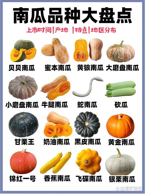 哪种南瓜品种营养价值最高？-第2张图片-宁夏农业信息网
