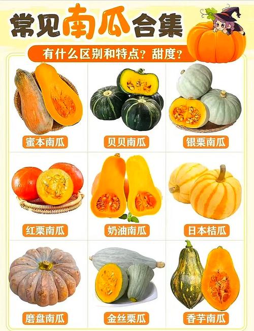 哪种南瓜品种营养价值最高？-第3张图片-宁夏农业信息网