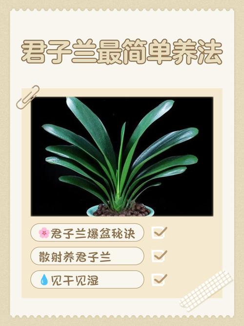 君子兰怎么养？看图学养殖方法-第2张图片-宁夏农业信息网