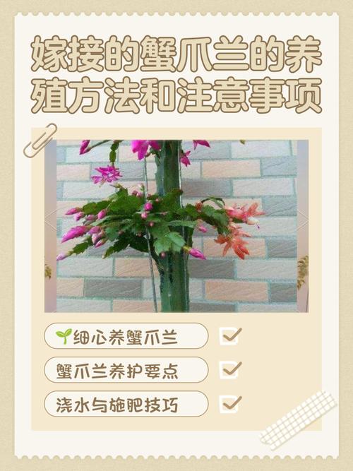 嫁接的蟹爪兰的养殖方法-第1张图片-宁夏农业信息网