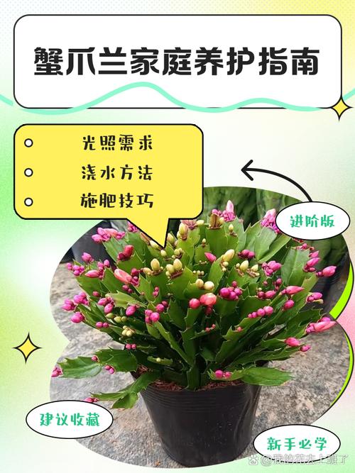 嫁接的蟹爪兰的养殖方法-第3张图片-宁夏农业信息网