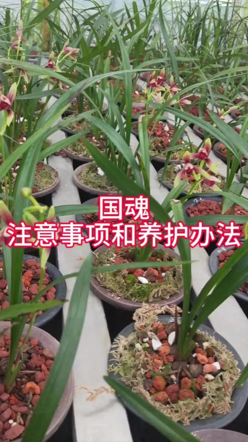 建兰怎么养？注意事项有哪些？-第2张图片-宁夏农业信息网