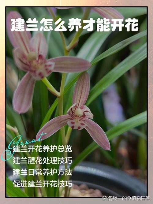 建兰怎么养？注意事项有哪些？-第1张图片-宁夏农业信息网