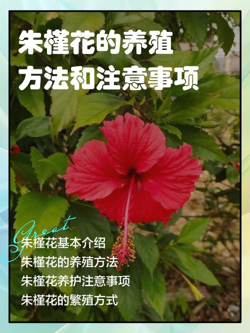 扶桑怎么养？有哪些注意事项？-第2张图片-宁夏农业信息网