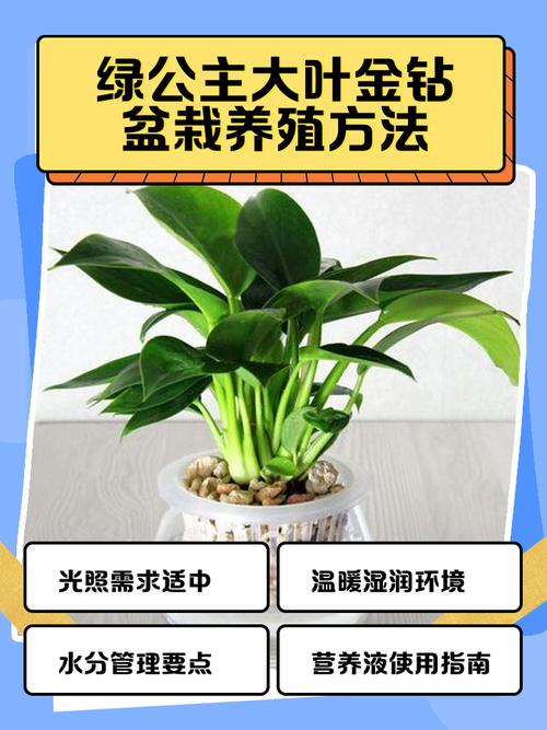 金钻养殖方法和注意事项-第1张图片-宁夏农业信息网