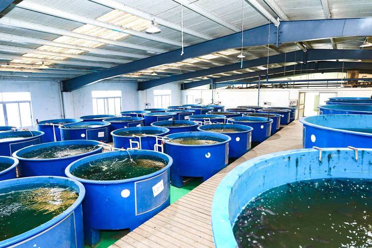 国内大型水产养殖设备如何高效升级？-第1张图片-宁夏农业信息网