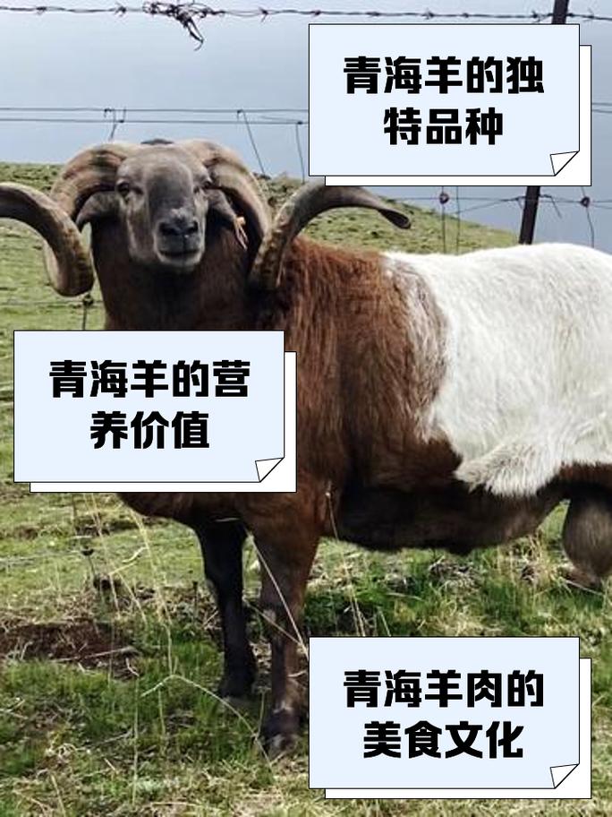 中国羊的品种有哪些？-第1张图片-宁夏农业信息网