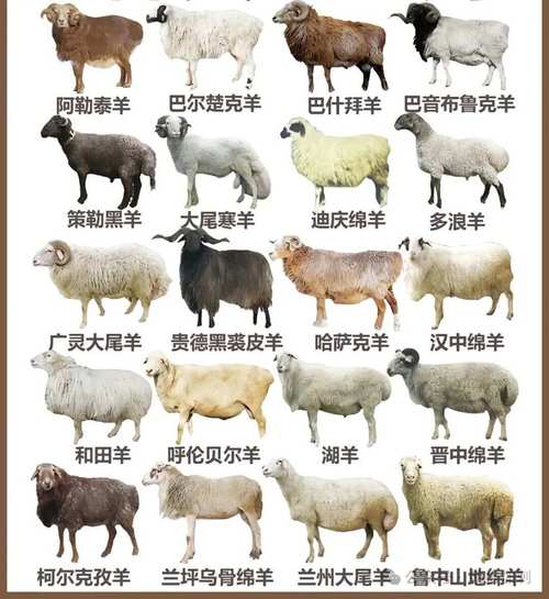 中国羊的品种有哪些？-第3张图片-宁夏农业信息网