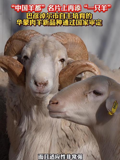 中国羊的品种有哪些？-第2张图片-宁夏农业信息网