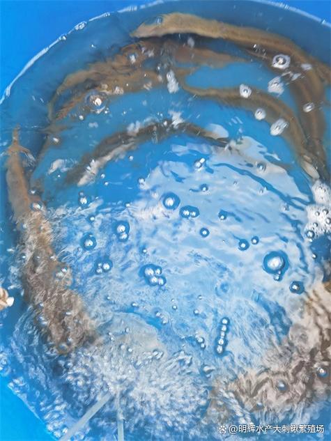 水产加工鱼刺如何有效控制？-第2张图片-宁夏农业信息网