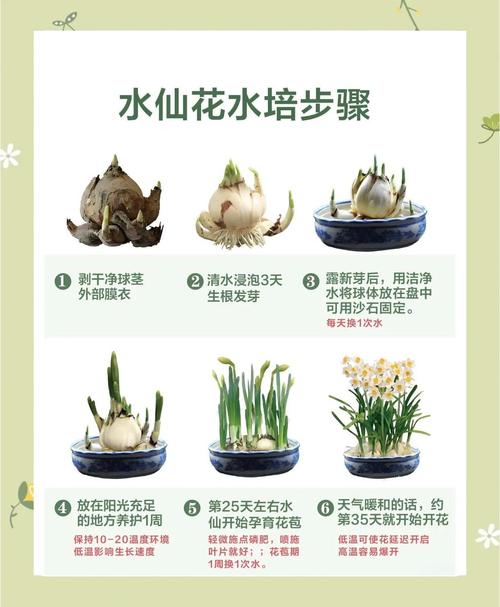 水培养殖怎么操作？这些注意事项你get了吗？-第2张图片-宁夏农业信息网