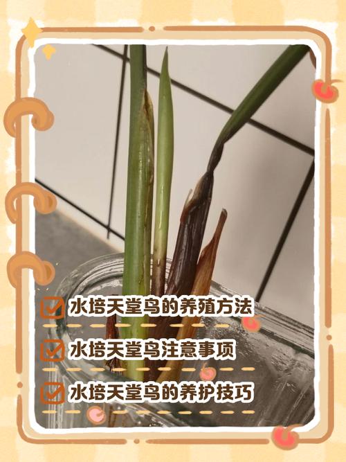 水培养殖怎么操作？这些注意事项你get了吗？-第1张图片-宁夏农业信息网