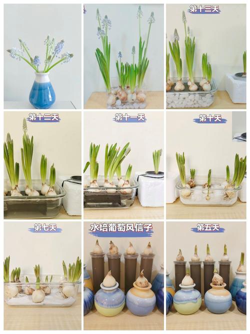 水培养殖怎么操作？这些注意事项你get了吗？-第3张图片-宁夏农业信息网