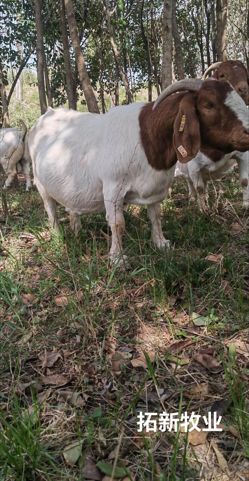 农村养羊选什么品种最合适？-第1张图片-宁夏农业信息网