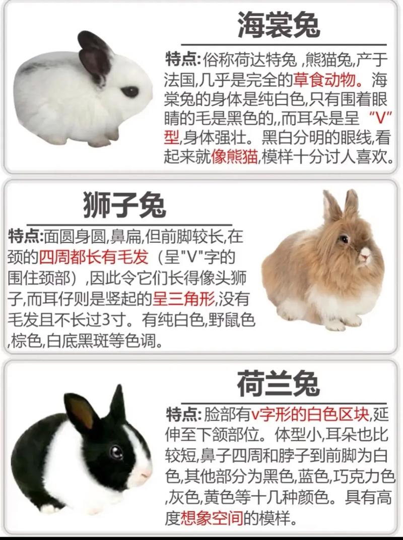 哪些兔子适合散养？-第1张图片-宁夏农业信息网