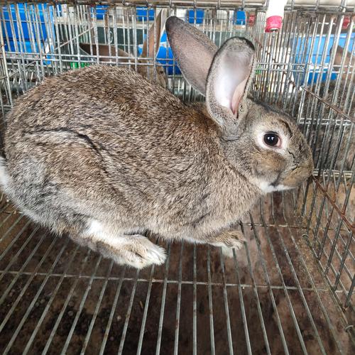 哪些兔子适合散养？-第2张图片-宁夏农业信息网