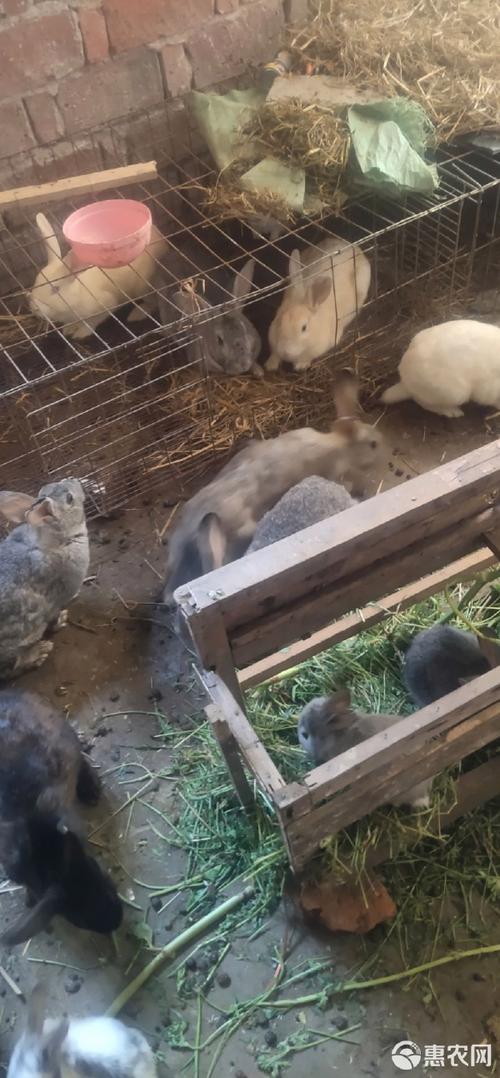 哪些兔子适合散养？-第3张图片-宁夏农业信息网