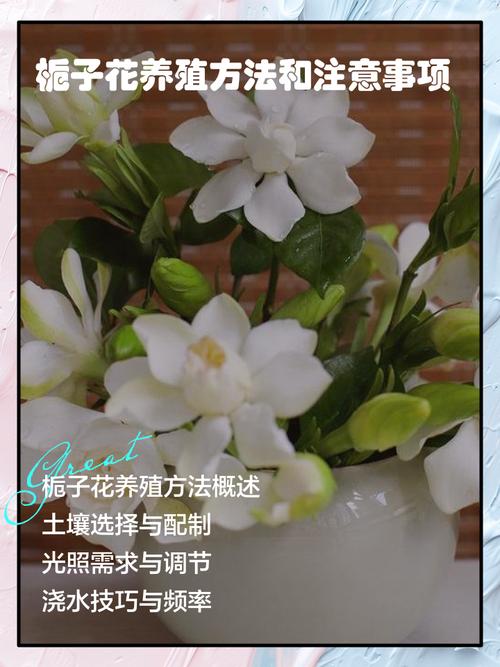 栀子花怎么养才好？注意哪些事项？-第1张图片-宁夏农业信息网