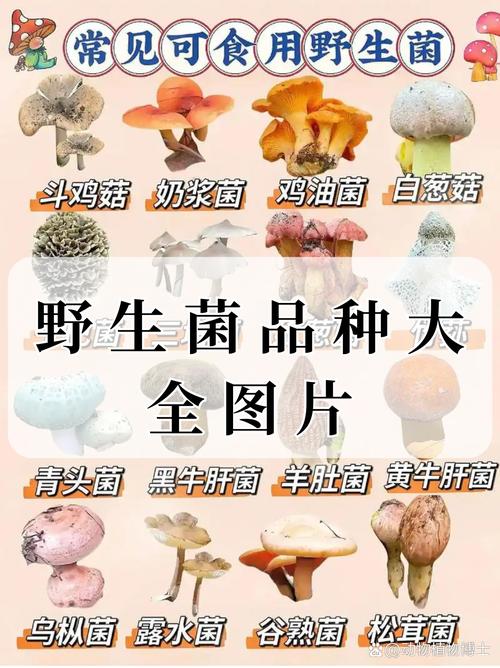 蘑菇种类品种名有多少？-第1张图片-宁夏农业信息网