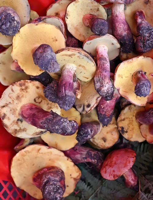 蘑菇种类品种名有多少？-第2张图片-宁夏农业信息网