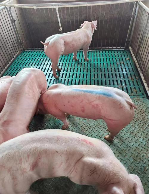 哪些猪种耐粗饲，适合粗养？-第1张图片-宁夏农业信息网