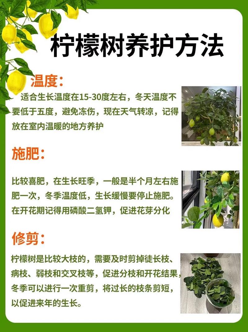 树的养殖方法和注意事项-第2张图片-宁夏农业信息网