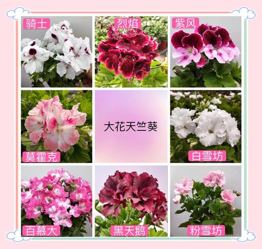 天竺葵哪些品种最值得保留？-第1张图片-宁夏农业信息网