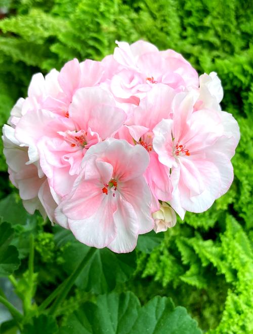 天竺葵哪些品种最值得保留？-第2张图片-宁夏农业信息网