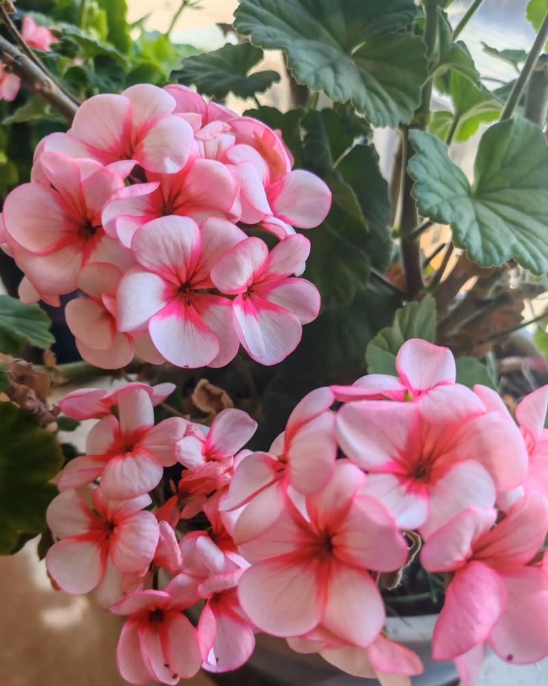 天竺葵哪些品种最值得保留？-第3张图片-宁夏农业信息网