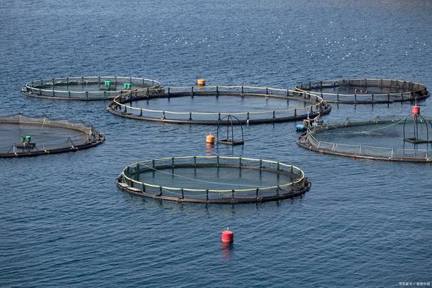 水产第一门户，为何能成为行业第一？-第3张图片-宁夏农业信息网