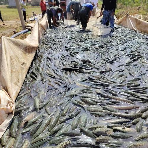 黑鱼养殖亩产多少？高产秘诀是什么？-第1张图片-宁夏农业信息网