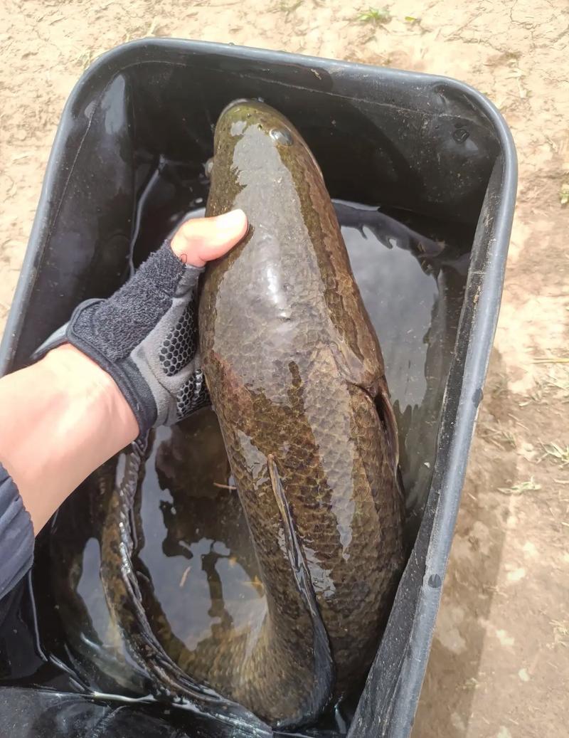 黑鱼养殖亩产多少？高产秘诀是什么？-第3张图片-宁夏农业信息网