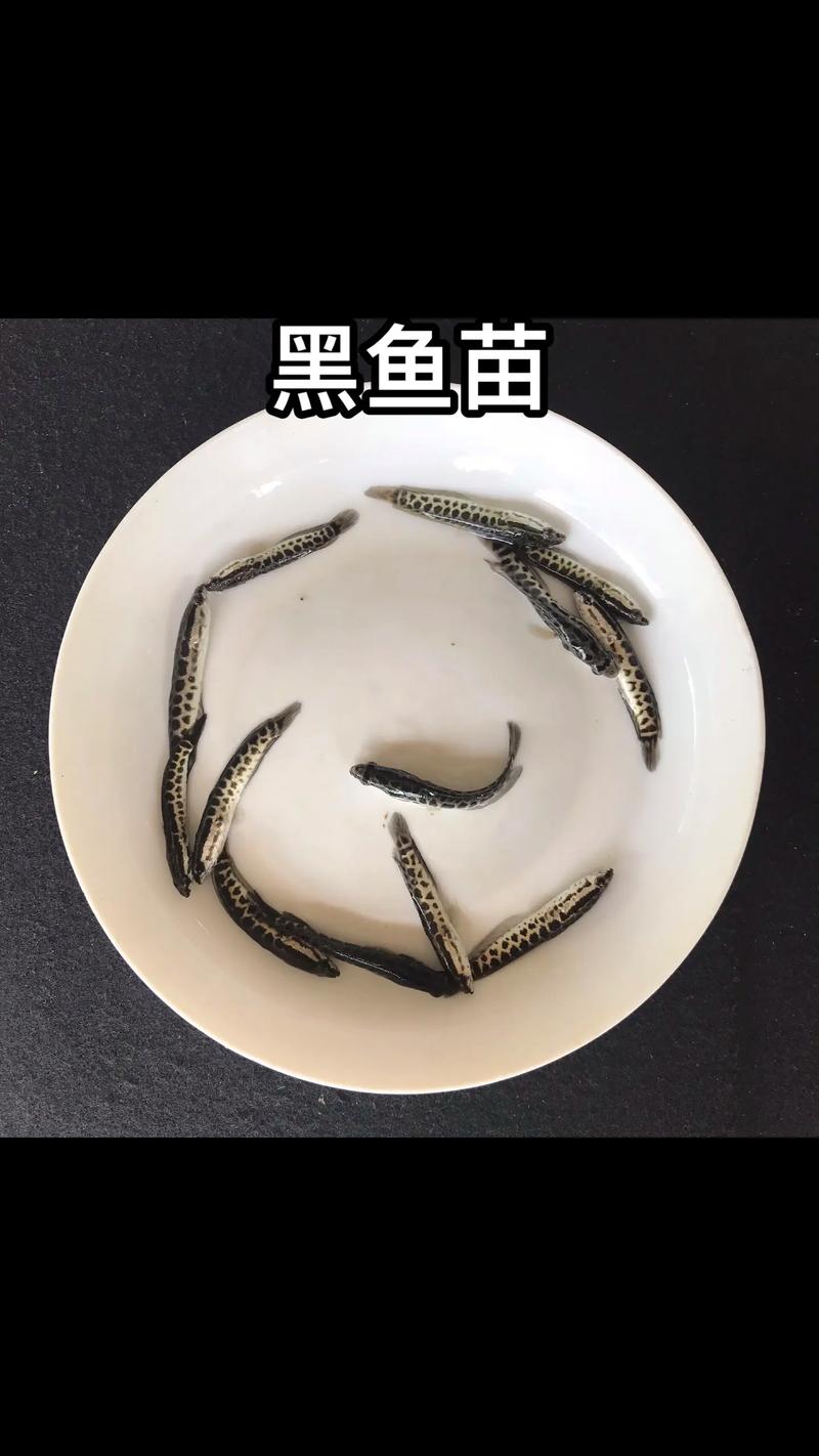 黑鱼养殖亩产多少？高产秘诀是什么？-第2张图片-宁夏农业信息网