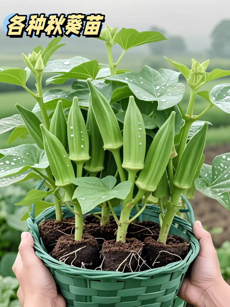 秋葵品种有哪些？附图片看区别。-第2张图片-宁夏农业信息网