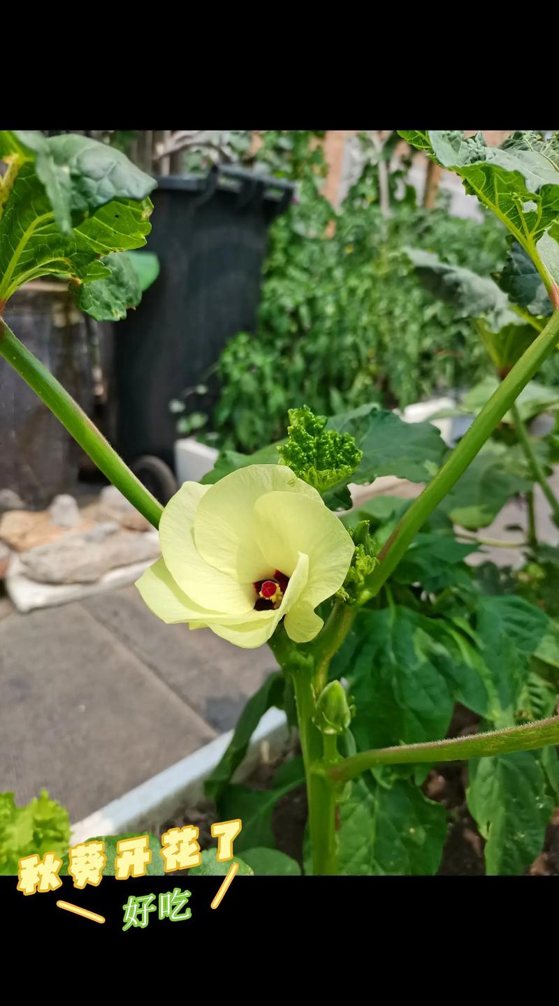 秋葵品种有哪些？附图片看区别。-第3张图片-宁夏农业信息网