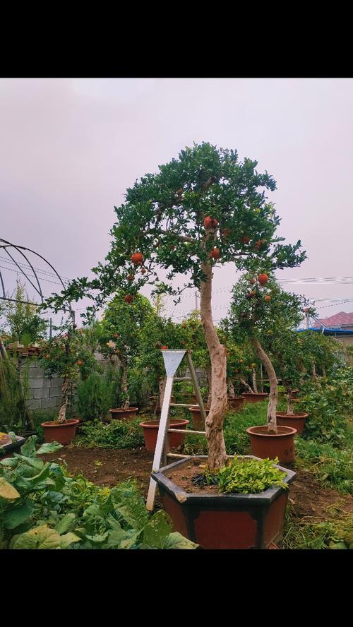 哪种石榴树品种最好？-第2张图片-宁夏农业信息网