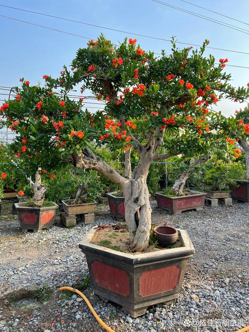 哪种石榴树品种最好？-第1张图片-宁夏农业信息网