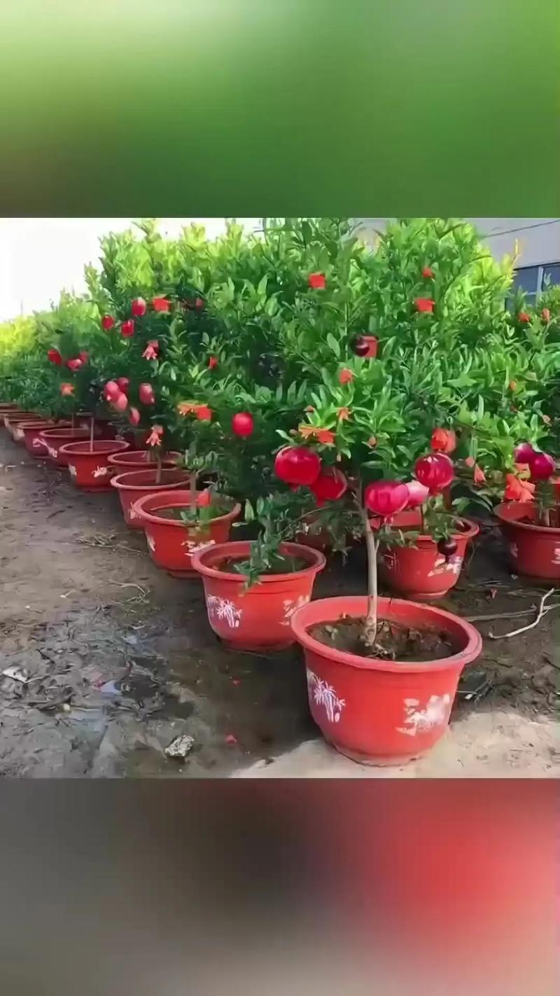 哪种石榴树品种最好？-第3张图片-宁夏农业信息网