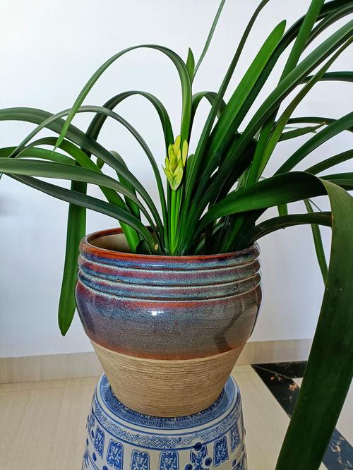 君子兰叶片细长是品种特性吗？-第1张图片-宁夏农业信息网