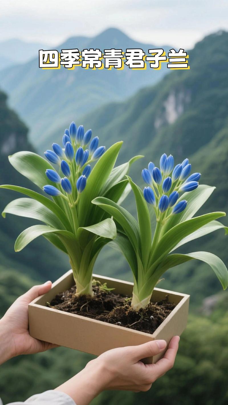 君子兰叶片细长是品种特性吗？-第2张图片-宁夏农业信息网