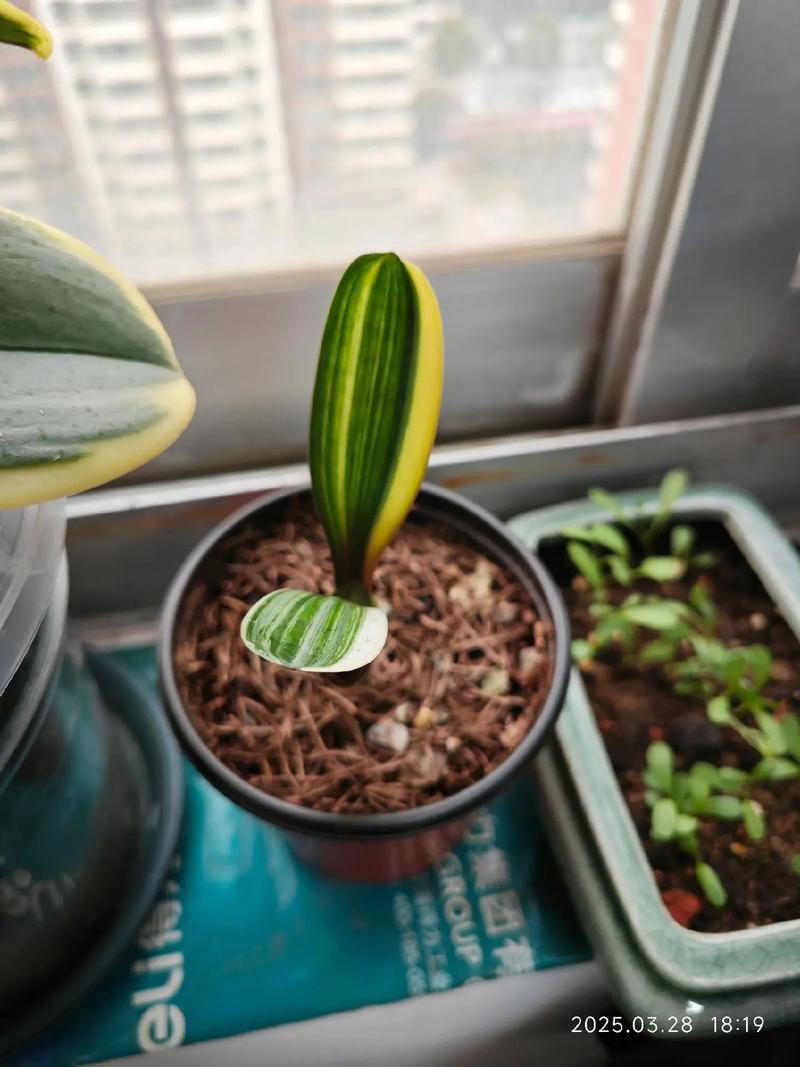 君子兰叶片细长是品种特性吗？-第3张图片-宁夏农业信息网