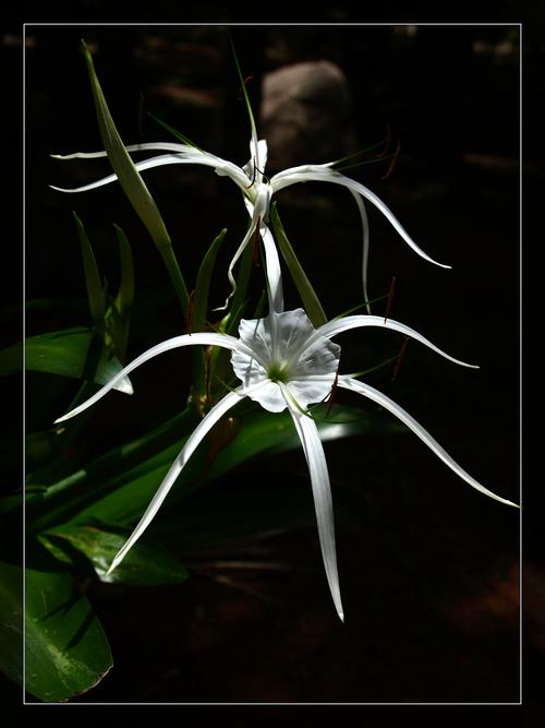 文殊兰哪个品种价格最高？-第1张图片-宁夏农业信息网