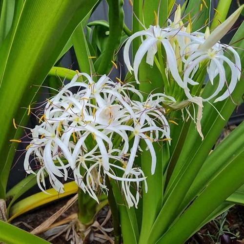 文殊兰哪个品种价格最高？-第2张图片-宁夏农业信息网