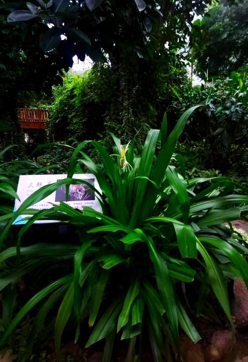 文殊兰哪个品种价格最高？-第3张图片-宁夏农业信息网