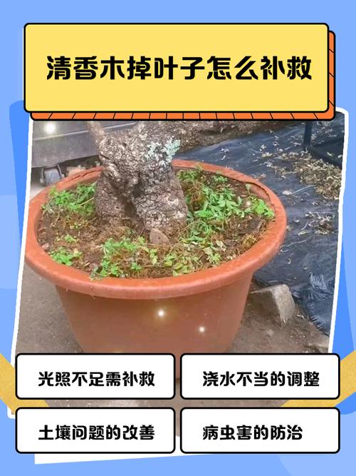 清香木掉叶子怎么办？-第1张图片-宁夏农业信息网