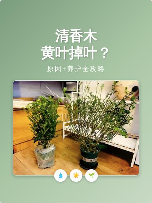 清香木掉叶子怎么办？-第2张图片-宁夏农业信息网