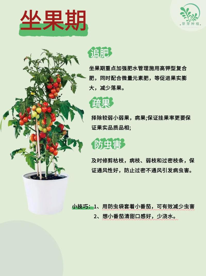 番茄高产种植有哪些关键技术与管理要点?-第1张图片-宁夏农业信息网 番茄高产种植有哪些关键技术与管理要点?-第1张图片-宁夏农业信息网