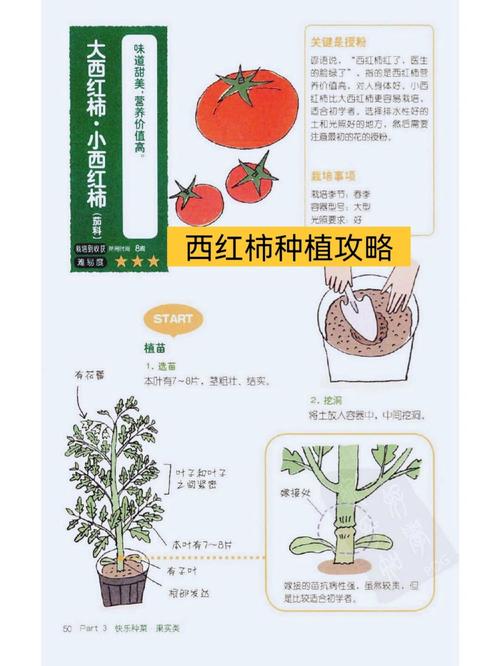 番茄高产种植有哪些关键技术与管理要点?-第2张图片-宁夏农业信息网 番茄高产种植有哪些关键技术与管理要点?-第2张图片-宁夏农业信息网