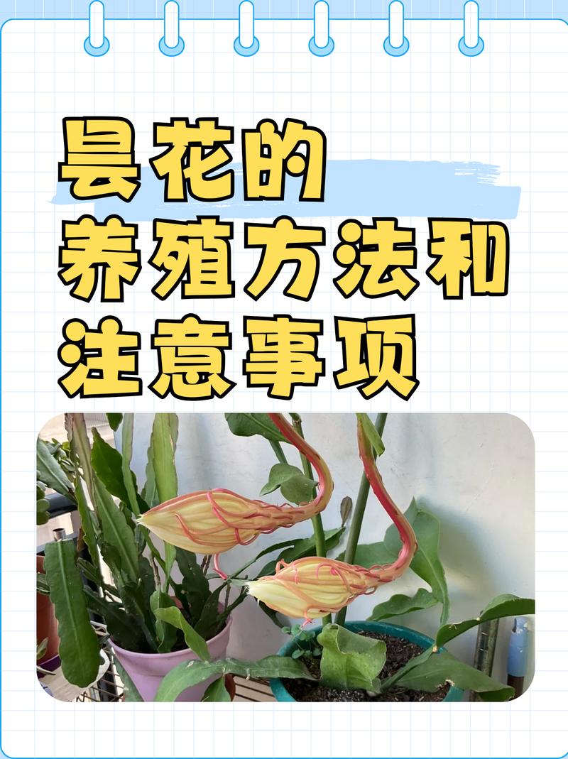 昙花怎么养才能开花？-第1张图片-宁夏农业信息网